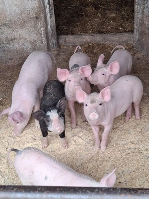 Vand purcei - imagine 3