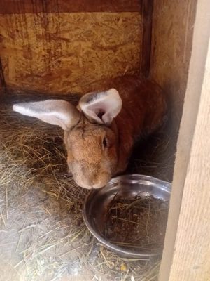 oferta iepuri hycole francez  - imagine 2