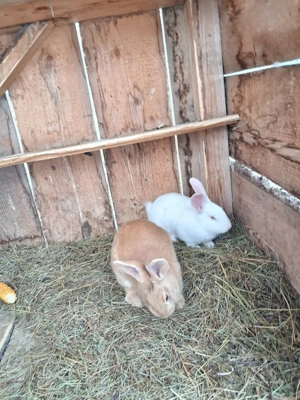 oferta iepuri hycole francez  - imagine 5