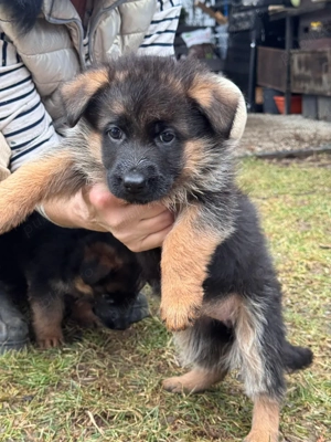 pui Ciobanesc German