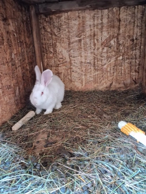 oferta iepuri hycole francez  - imagine 4