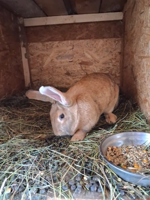 oferta iepuri hycole francez  - imagine 3