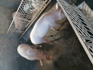 vând scrofite - imagine 2