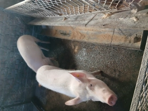 vând scrofite - imagine 3