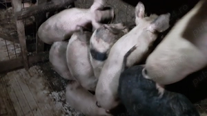 Vând  opt  șoldani - imagine 2