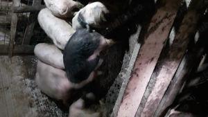 Vând  opt  șoldani - imagine 3