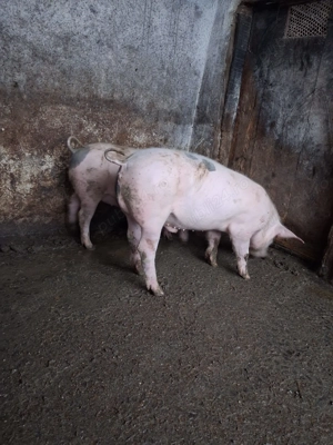 Vind pereche pietrani - imagine 4