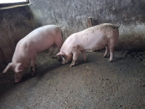 Vind pereche pietrani - imagine 2