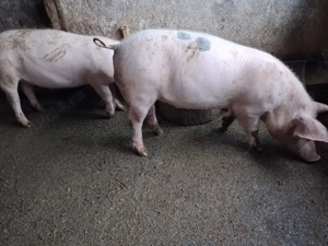 Vind pereche pietrani