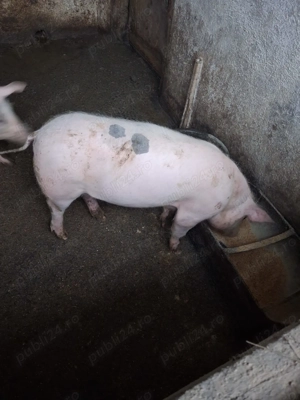 Vind pereche pietrani - imagine 3