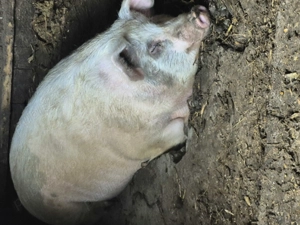 Vând porc 180 kg - imagine 2