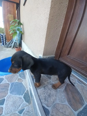 Catelus teckel - imagine 3