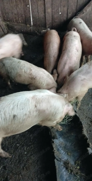 Vând soldani - imagine 2