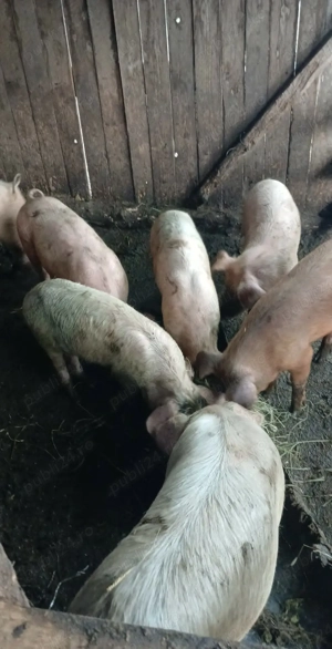 Vând soldani - imagine 3