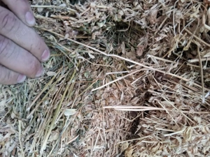 vand lucerna si fan - imagine 2