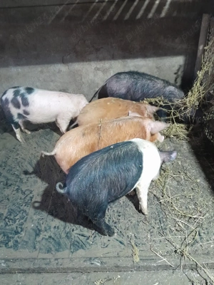 Purcei de vânzare  - imagine 2