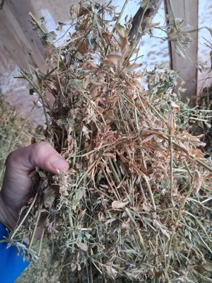 vand lucerna si fan - imagine 4