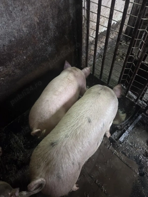 Vând Șoldani - imagine 2