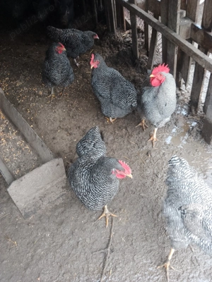 Ouă găini plymouth  - imagine 2