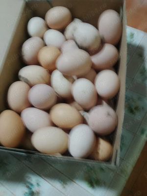 Ouă găini plymouth 