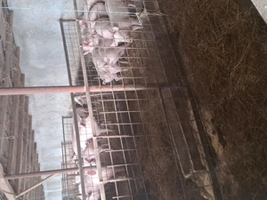 Purcei  de vanzare - imagine 3