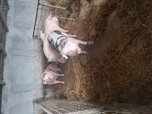 Purcei  de vanzare - imagine 5