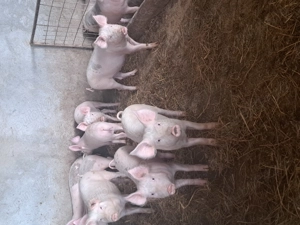 Purcei  de vanzare - imagine 2