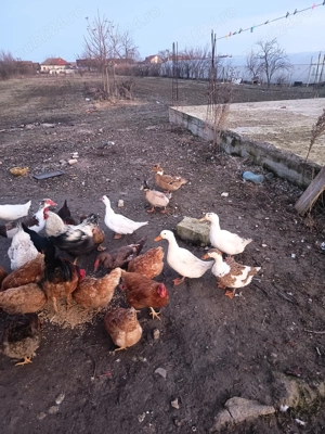 De vinzare găini și rațe crescute la curte - imagine 5