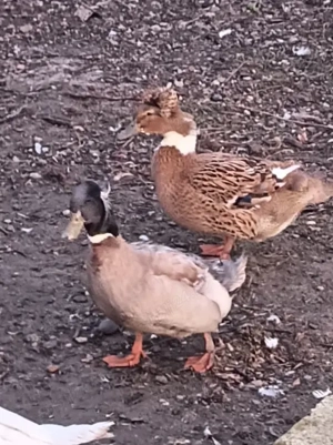 De vinzare găini și rațe crescute la curte - imagine 4