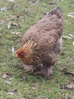 caută altă casă  - imagine 2