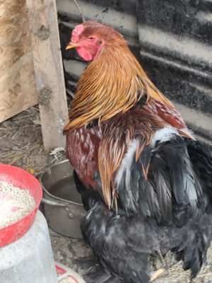 caută altă casă  - imagine 3