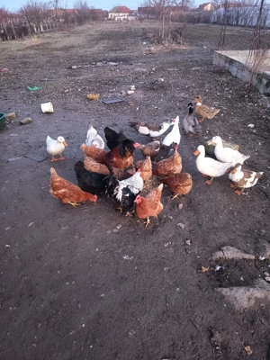 De vinzare găini și rațe crescute la curte - imagine 2