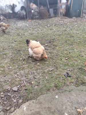 caută altă casă  - imagine 5