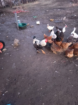 De vinzare găini și rațe crescute la curte - imagine 3