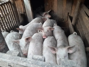 vand porci ! - imagine 2