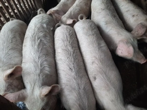 vand porci ! - imagine 3