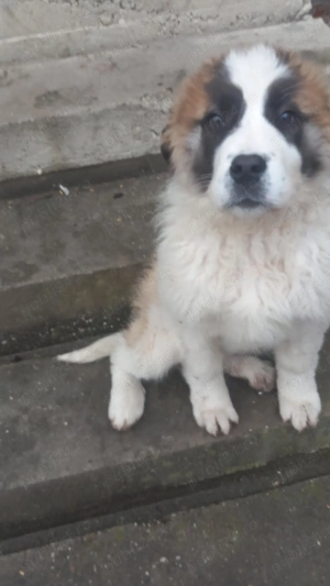 Saint Bernard Catelusa 3 luni
