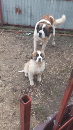 Saint Bernard Catelusa 3 luni - imagine 2