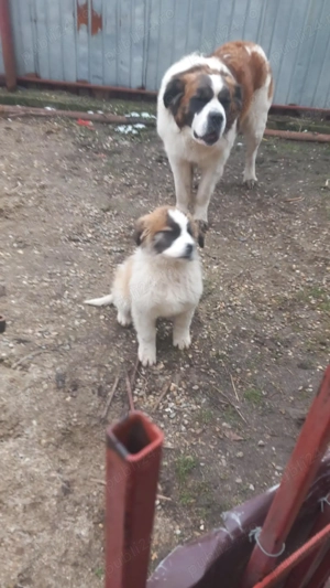 Saint Bernard Catelusa 3 luni - imagine 5