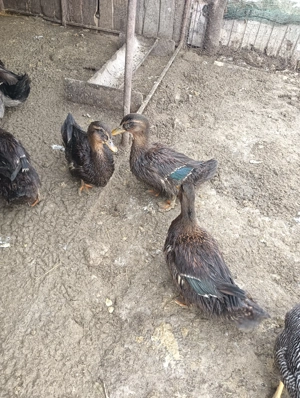 Rațe Rouen de vânzare  - imagine 2