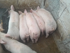 vand purceii de carne