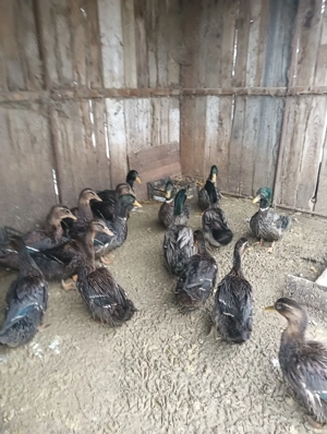 Rațe Rouen de vânzare 