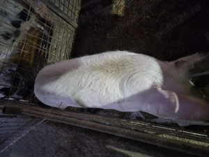 Vând porc gras  - imagine 4