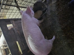 Vând porc gras  - imagine 2