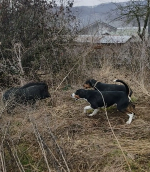 Copoi ardelenesc tricolor - imagine 3