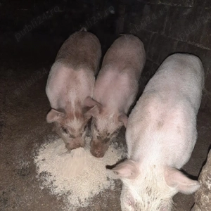 Vând purcei - imagine 3