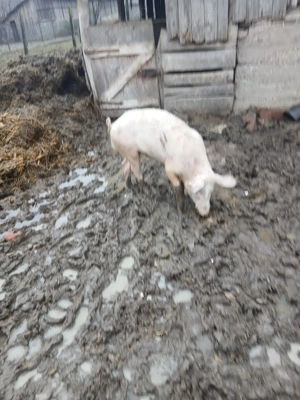 Vând verus 60 kg......