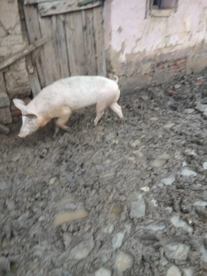 Vând verus 60 kg.................................................................................... - imagine 2