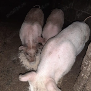 Vând purcei - imagine 2