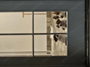 Jack Russell cu pofta de joaca si doritori de afectiune - imagine 4